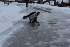 Ovaj pas je na teži način naučio kako se kretati po ledu