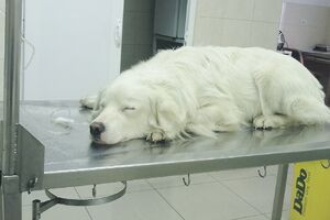 Lovačkom na kućnog ljubimca: Pas zadobio 16 rana od sačme