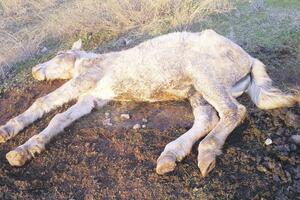 Nestao konj koji je povrijeđen ležao na livadi u Proleterskoj