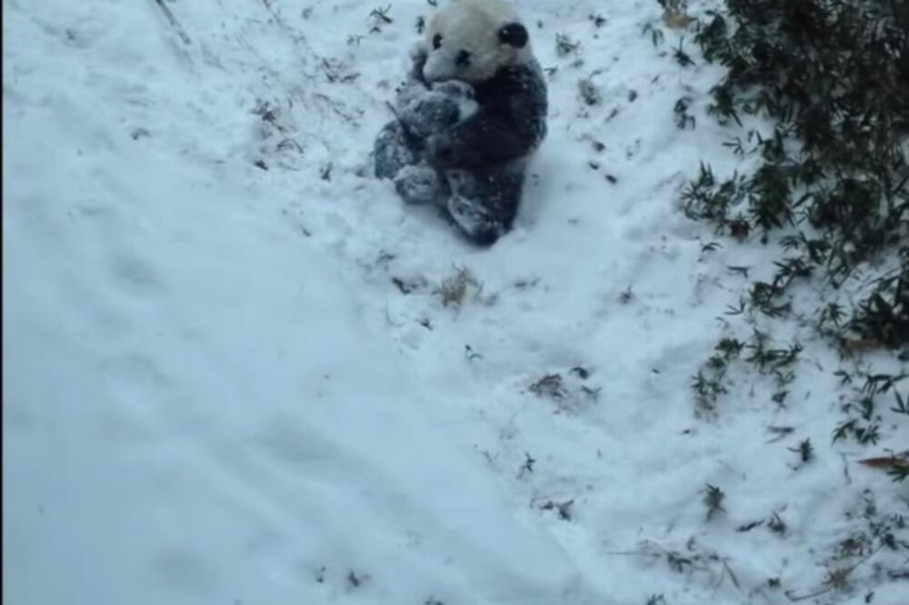 Panda, Foto: Screenshot (YouTube)