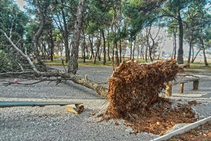 Vjetar oborio dvadesetak stabala na trim stazi, na Ćemovskom polju