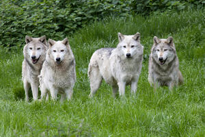 Švajcarska ublažava uslove za lov na vukove