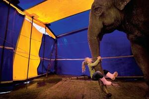 Meksički poslanici protiv životinja u cirkusima