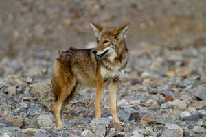 U Kaliforniji više nećete biti nagrađeni ako ubijete kojota