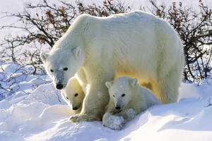 WWF upozorava: Polarnim medvjedima prijeti glad, krajem vijeka i...