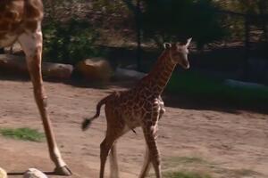 Beba žirafa izašla pred javnost u zoo vrtu Santa Barbare