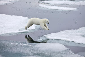 Zašto polarnim medvjedima smrde šape?