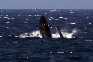 Spasen 21 od 50 nasukanih kitova na Novom Zelandu