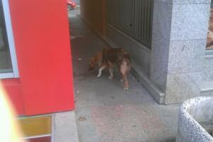 Nestao pas u Zagoriču, posljednji put viđen otkinutog repa