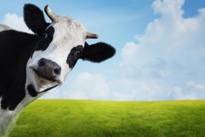 Poslije 13 godina ukinut test na kravlje ludilo u Francuskoj