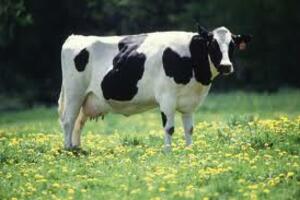 Hotel za krave: Ovdje životinje uživaju uz Betovena i sevdalinke