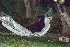 Nakon potrage za hranom, medvjed uživao zavaljen u ležaljci