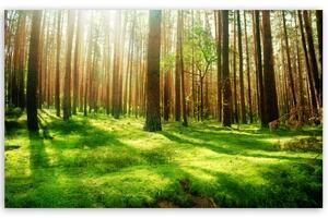 Šume nas liječe