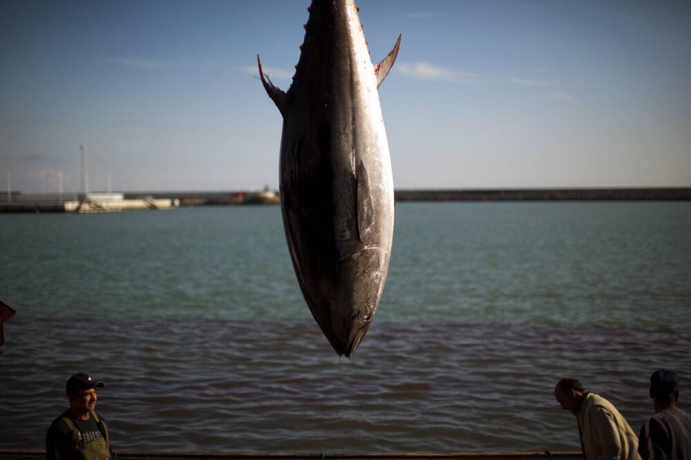 Tuna, Foto: Beta/AP