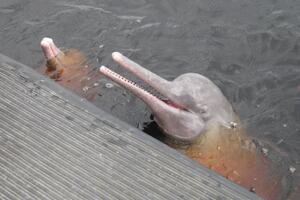 Nađen slatkovodni delfin, prvi od 1918. godine