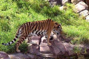 Indija: Potraga za odbjeglim tigrom koji je ubio četvoro ljudi
