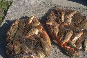 Skadarsko jezero: Spriječen nezakonit lov ribe
