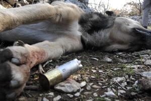 Hrvatska: Istraga o uginuću 46 pasa