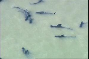SAD: Nasukalo se više od 50 kitova, šest uginulo