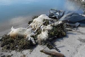 Iz Skadarskog jezera izvučeno osam uginulih ovaca