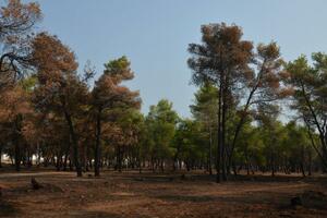 Podgorica: Nelegalna sječa stabala poprimila zabrinjavajuće...