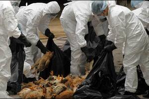 Zbog virusa H7N9 u Šangaju poklano više od 20.500 komada živine