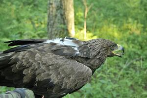Ubijanjem orla prirodno nasljeđe je pretrpjelo nepopravljivu štetu