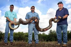 Florida: Otvoren lov na pitone, ljubimce koje su napustili vlasnici