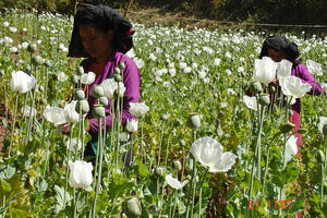 UN: Udvostručeno gajenje opijuma u istočnoj Aziji