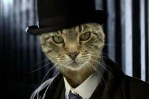 Aljaska: Mačak Stabs je gradonačelnik!