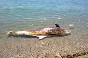 Nađen mrtav delfin na Jazu, najvjerovatnije ubijen eksplozivom