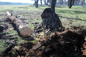 Dvoje uhvaćeno u ilegalnoj sječi stabala na Ćemovskom polju