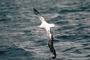 Albatros se sudario sa avionom i napravio rupu od metar