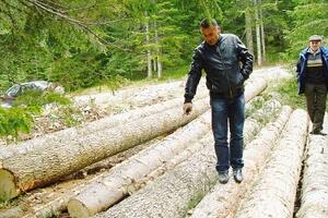 Mještani sela Plunci u Rožajama tvrde da se nelegalno sječa šume