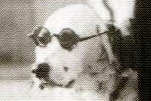 Pas koji je dizao šapu kao Hitler