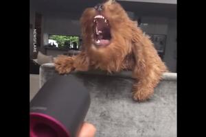 Video o neprijateljstvu: Ratoborni pas protiv fena