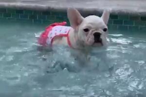 Pogledajte: Pas u kupaćem kostimu i nikad slađe "plivanje"