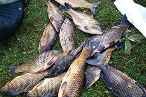 U Nikšiću uhvaćeni krivolovci sa oko 70 kg ribe