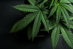 Ilinois 11. država SAD koja je legalizovala marihuanu