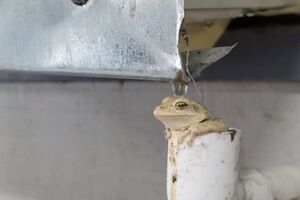 Snašla se: Pogledajte kako se ova žaba spasila od vrućina