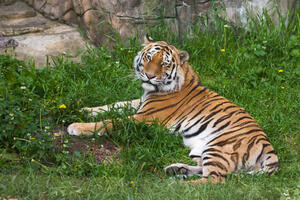 Broj tigrova u Indiji porastao na skoro 3.000