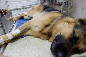 Hrvatska: Pas vatrogasaca uginuo nakon što su ga pretukli...