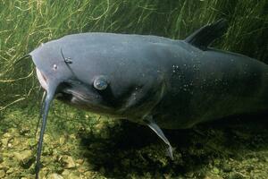 Populacija velikih slatkovodnih vrsta opala za čak 97 odsto od...