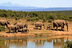 Većina zemalja glasala za zabranu prodaje divljih slonova...