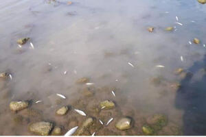 Šta je Vlada uradila nakon pomora ribe u rijeci Lim?