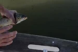 Nadzornici pronađenu ribu vratili u jezero