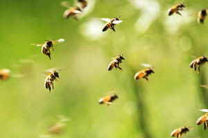 Pogledajte M:tech: Šta će se desiti sa svijetom ako nestanu pčele?