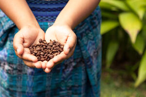 Gvatemala istražuje dječji rad na plantažama kafe "Nespresa" i...