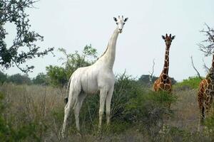 Krivolovci u Keniji ubili jedinu ženku bijele žirafe