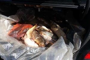 JPNPCG: Oduzeto 55 kg ribe, predata u dobrotvorne svrhe "Domu...